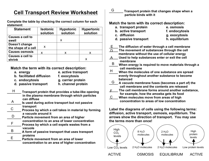 Cell membrane transport worksheet answers