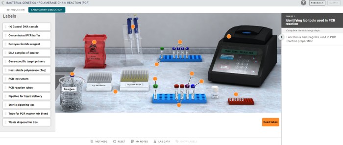 Bacterial identification virtual lab answers