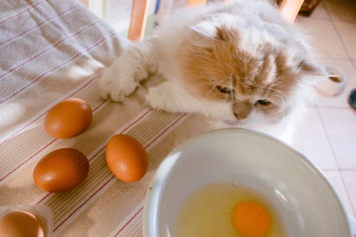 Bake as eggs removed from their shells