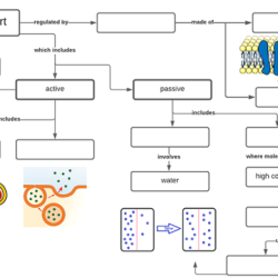 Cell membrane transport worksheet answers