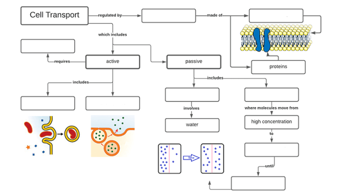 Cell membrane transport worksheet answers