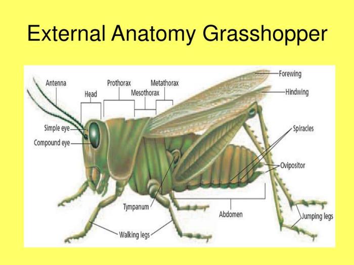 Arthropod montessori puzzle zoology