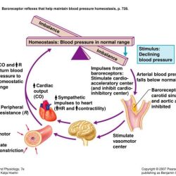 Homeostasis in the blood worksheet