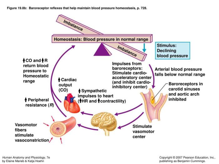 Homeostasis in the blood worksheet