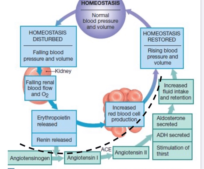 Homeostasis in the blood worksheet