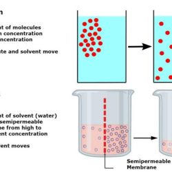 Diffusion and osmosis lab pdf answers