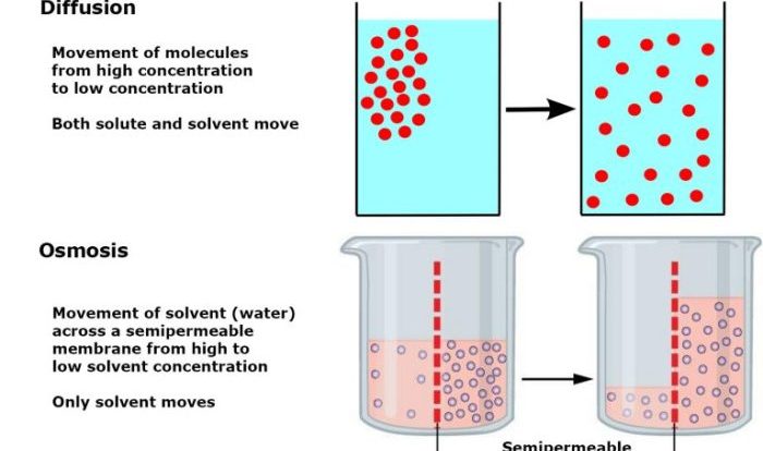 Diffusion and osmosis lab pdf answers