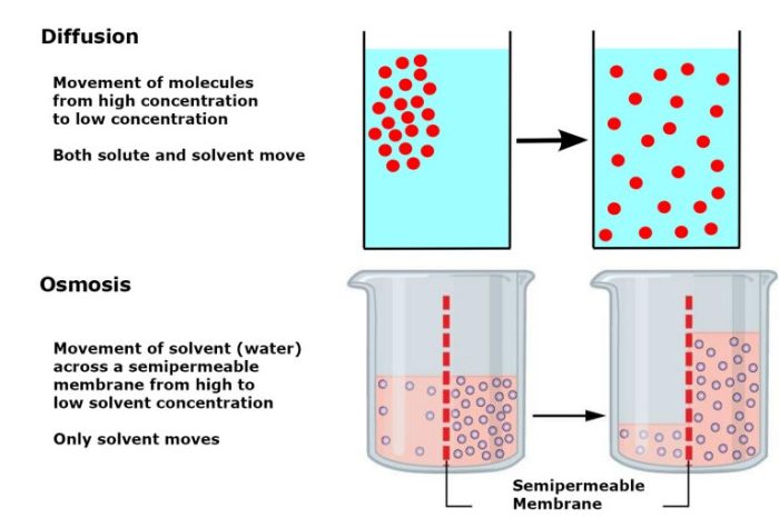 Diffusion and osmosis lab pdf answers