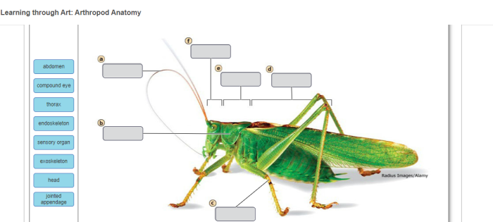 Learning through art arthropod anatomy