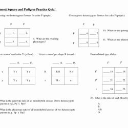 Punnett square riddle answer key