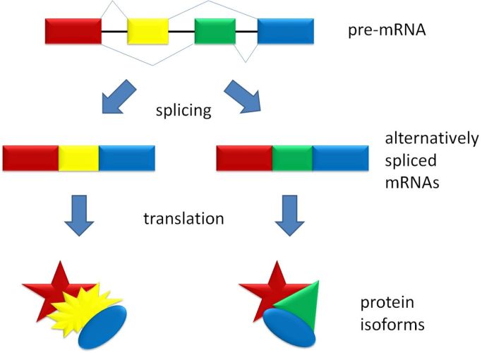 Splicing alternative rna mrna alternativo proteins biologia protein isoforms spliced proteine molecolare assioma