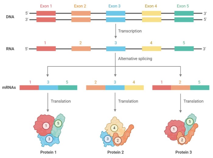 Splicing rna mechanism exons introns transesterification microbenotes