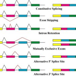 All of the following occur during rna processing except: