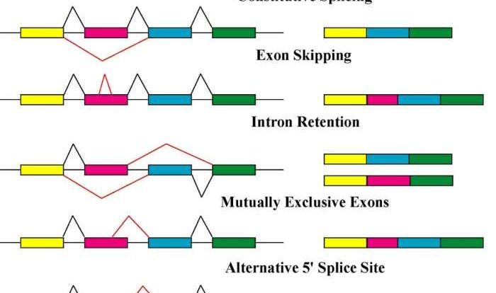 All of the following occur during rna processing except: