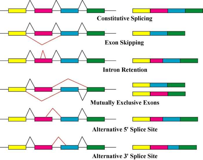 All of the following occur during rna processing except: