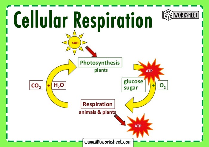 Cellular respiration and photosynthesis worksheet answers