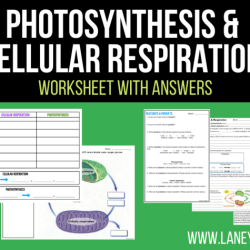 Cellular respiration and photosynthesis worksheet answers