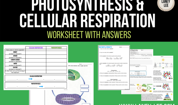 Cellular respiration and photosynthesis worksheet answers