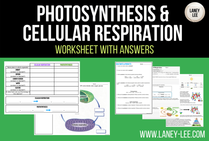 Cellular respiration and photosynthesis worksheet answers