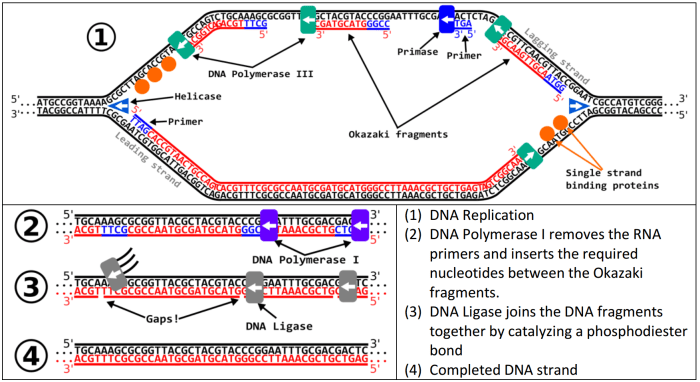 Dna replication and rna transcription worksheet