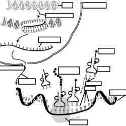 Dna replication and rna transcription worksheet