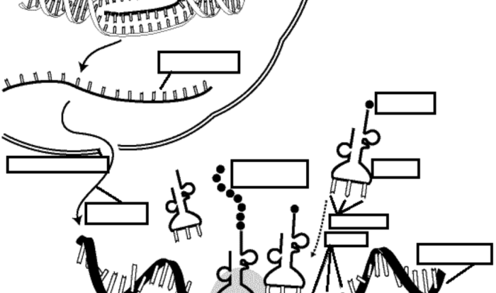 Dna replication and rna transcription worksheet