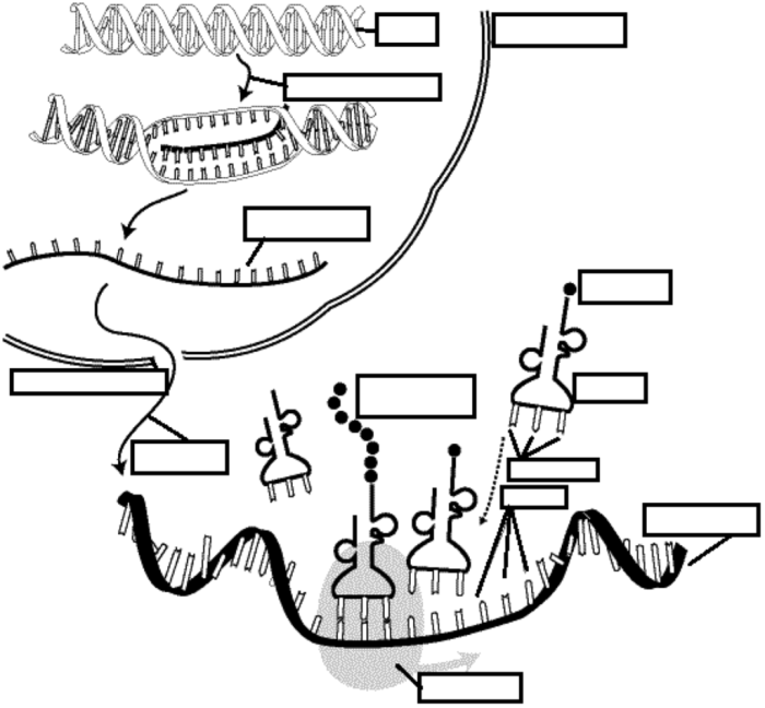 Dna replication and rna transcription worksheet