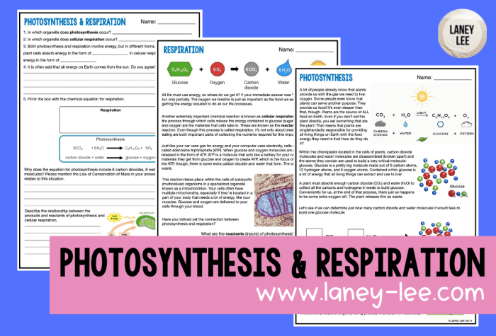 Cellular respiration and photosynthesis worksheet answers