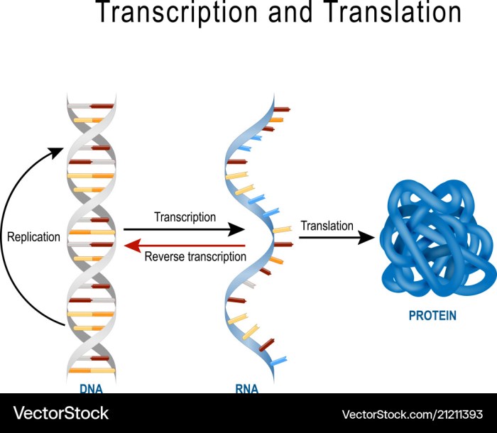 Dna worksheet replication worksheets synthesis structure answers protein choose board prompts