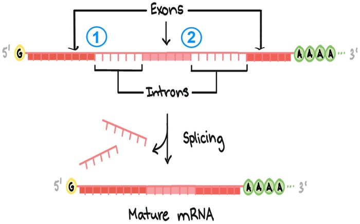 All of the following occur during rna processing except: